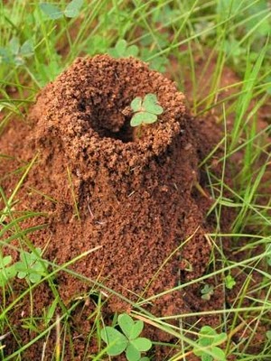 ant hill
